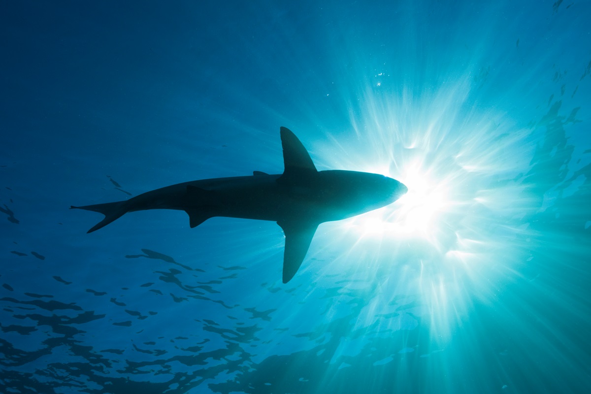 Біля Антарктиди вперше зафіксували акулу